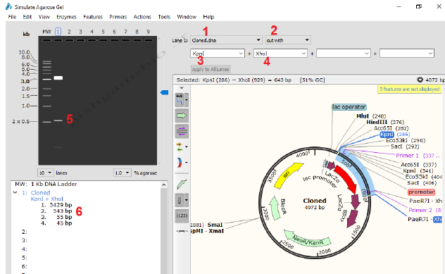 آموزش جامع نرمافزار SnapGene برای کلونینگ ژن ها ، مراحل کلون نمودن ژن ها و طراحی پرایمر برای کلونینگ - تصویر 17