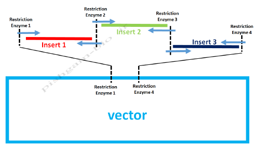 آموزش جامع نرمافزار SnapGene برای کلونینگ ژن ها ، مراحل کلون نمودن ژن ها و طراحی پرایمر برای کلونینگ - تصویر 3