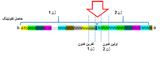 آموزش جامع نرمافزار SnapGene برای کلونینگ ژن ها ، مراحل کلون نمودن ژن ها و طراحی پرایمر برای کلونینگ - تصویر 4