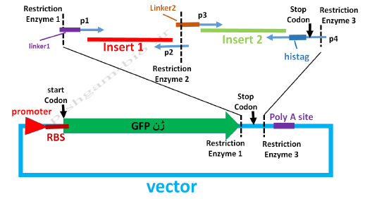 آموزش جامع نرمافزار SnapGene برای کلونینگ ژن ها، مراحل کلون نمودن ژن ها و طراحی پرایمر برای کلونینگ