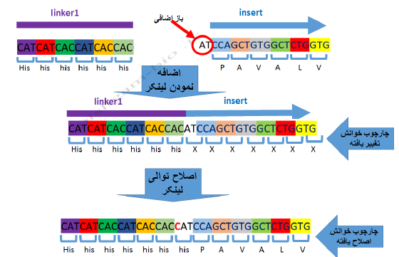 آموزش جامع نرمافزار SnapGene برای کلونینگ ژن ها، مراحل کلون نمودن ژن ها و طراحی پرایمر برای کلونینگ