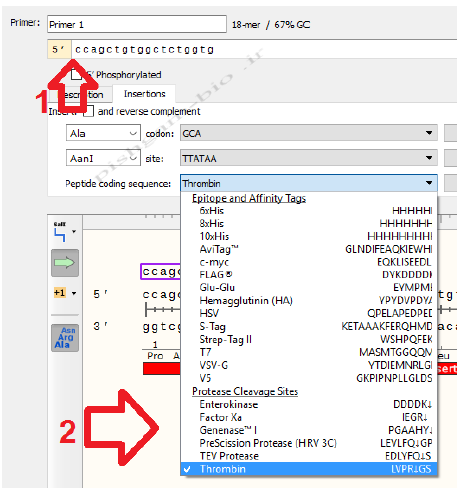 آموزش جامع نرمافزار SnapGene برای کلونینگ ژن ها، مراحل کلون نمودن ژن ها و طراحی پرایمر برای کلونینگ