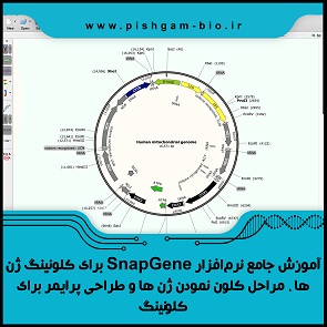 آموزش جامع نرم‌افزار SnapGene برای کلونینگ ژن ها ، مراحل کلون نمودن ژن ها و طراحی پرایمر برای کلونینگ