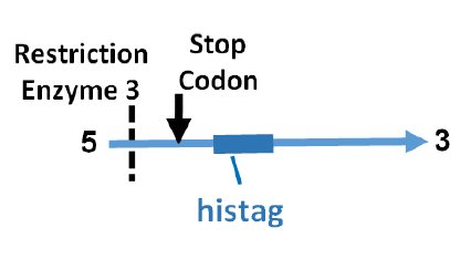 آموزش جامع نرمافزار SnapGene برای کلونینگ ژن ها ، مراحل کلون نمودن ژن ها و طراحی پرایمر برای کلونینگ - تصویر 8