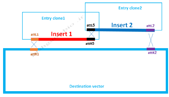 آموزش جامع نرمافزار SnapGene برای کلونینگ ژن ها، مراحل کلون نمودن ژن ها و طراحی پرایمر برای کلونینگ