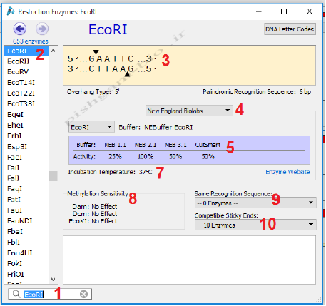 آموزش جامع نرمافزار SnapGene برای کلونینگ ژن ها، مراحل کلون نمودن ژن ها و طراحی پرایمر برای کلونینگ