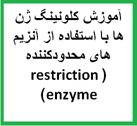 آموزش کلونینگ ژن ها و اصول آن با استفاده از آنزیم های محدودکننده (restriction enzyme)