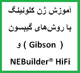 آموزش ژن کلونینگ با روش‌های گیبسون ( Gibson ) و NEBuilder® HiFi