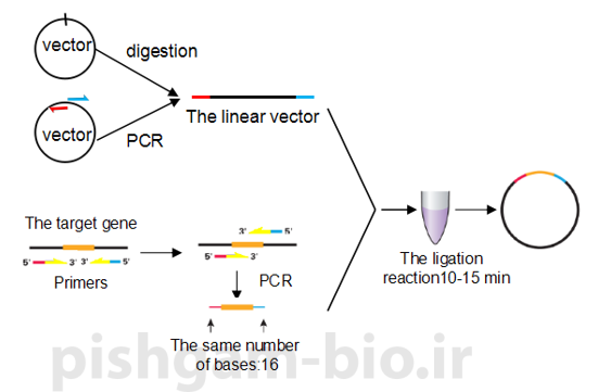  مراحل انجام کلونینگ ژن ها با روش infusion cloning : اصول کلونینگ و طراحی پرایمر