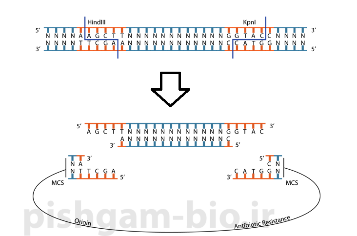 آموزش کلونینگ ژن ها و اصول آن با استفاده از آنزیم های محدودکننده (restriction enzyme)