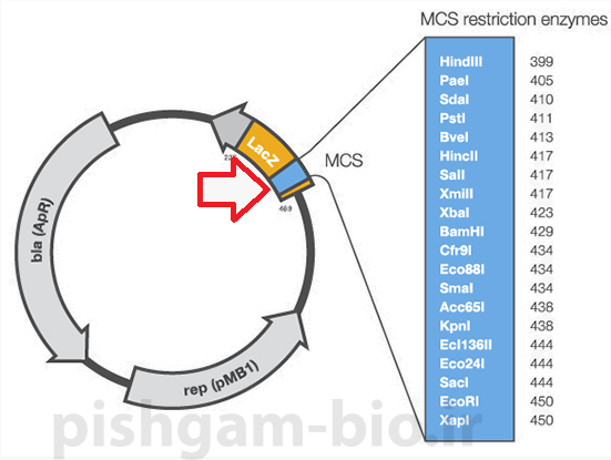 جایگاه کلونینگ چندگانه یا MSC (multiple cloning site) چیست و چه کاربردی در کلونینگ ژن ها دارد