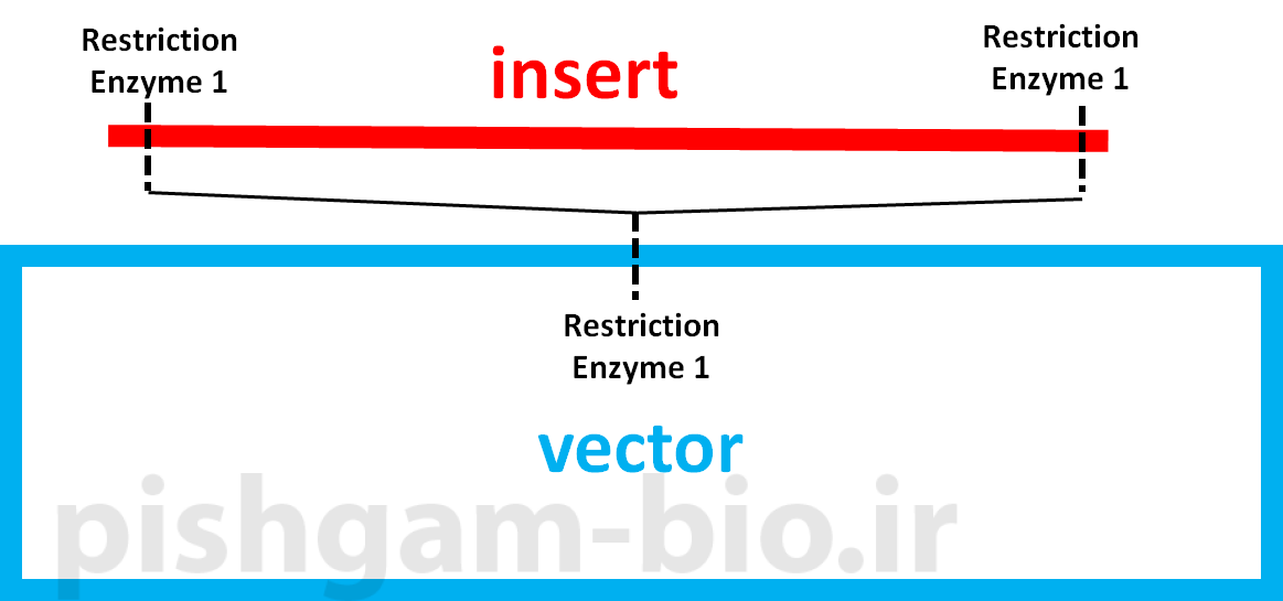 آموزش کلونینگ ژن ها و اصول آن با استفاده از آنزیم های محدودکننده (restriction enzyme)