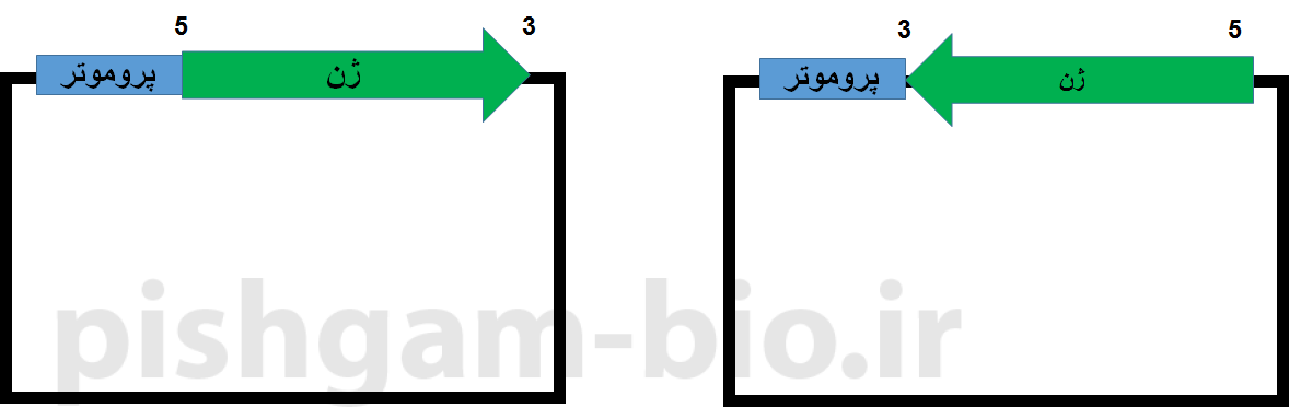 آموزش کلونینگ ژن ها و اصول آن با استفاده از آنزیم های محدودکننده (restriction enzyme)