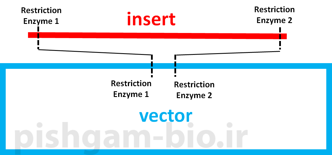 آموزش کلونینگ ژن ها و اصول آن با استفاده از آنزیم های محدودکننده (restriction enzyme)