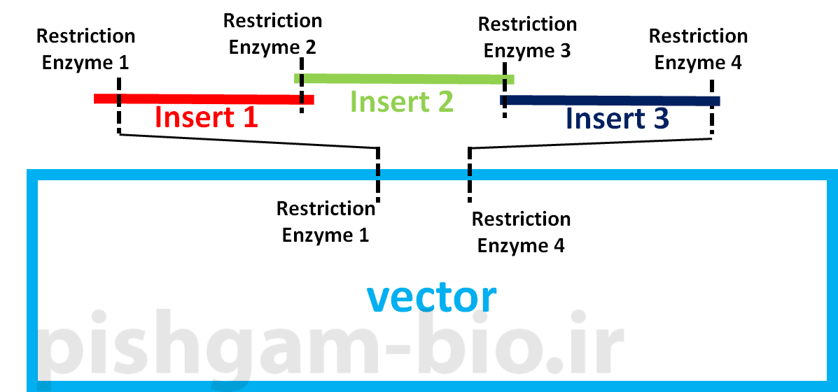 آموزش کلونینگ ژن ها و اصول آن با استفاده از آنزیم های محدودکننده (restriction enzyme)