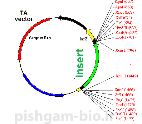مزیت روش TA در کلونینگ ژن ها چیست