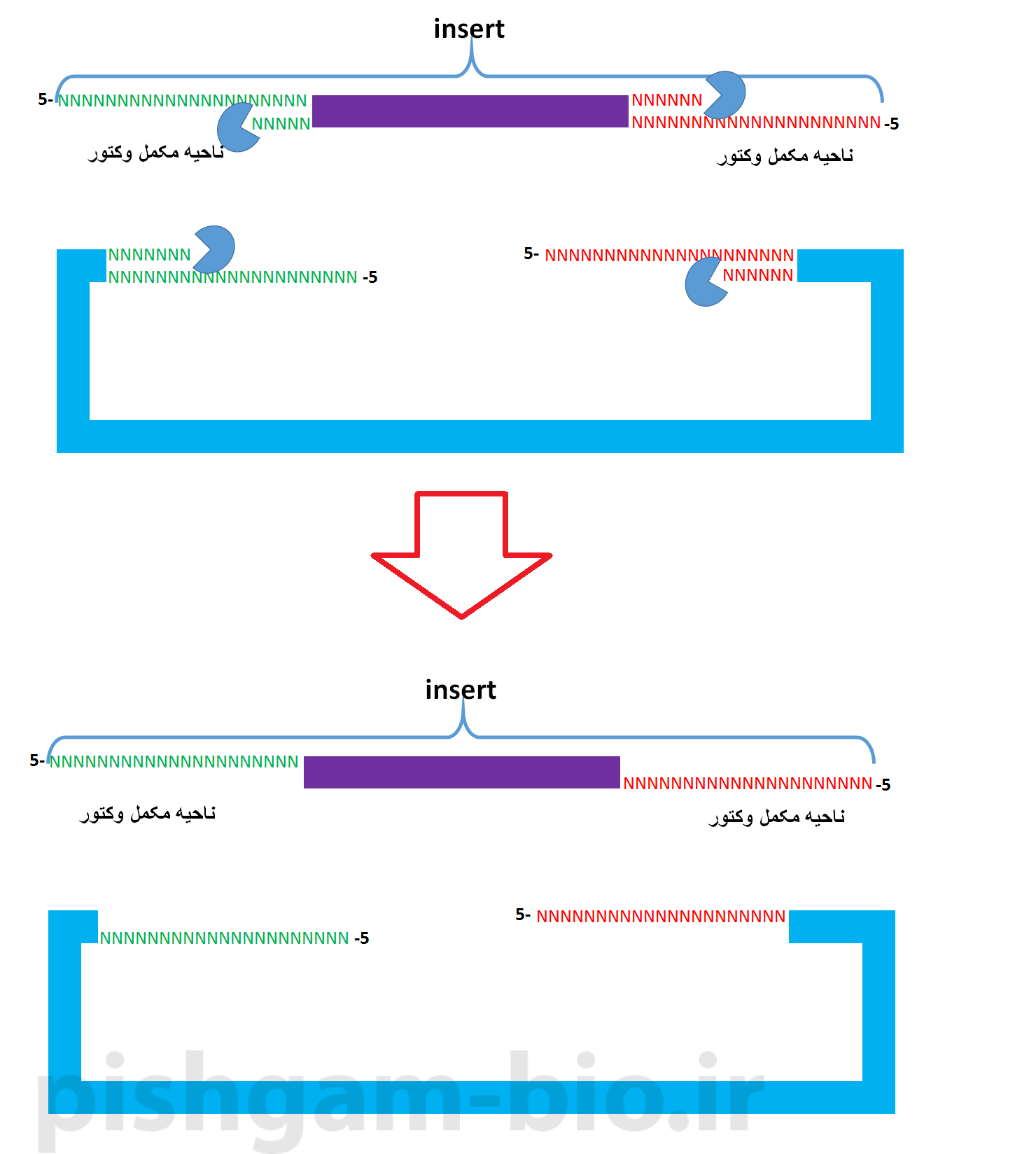  مراحل انجام کلونینگ ژن ها با روش infusion cloning : اصول کلونینگ و طراحی پرایمر