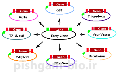  آموزش کلون نمودن ژن ها با روش gateway cloning ، اصول کلونینگ و طراحی پرایمر