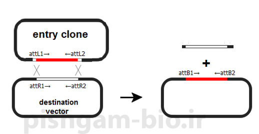  آموزش کلون نمودن ژن ها با روش gateway cloning ، اصول کلونینگ و طراحی پرایمر