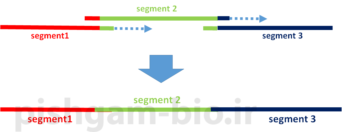 آموزش اتصال چند توالی ها با استفاده از PCR (overlap extension PCR) و اصول طراحی پرایمر ب