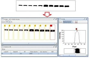 فیلم آنالیز داده های وسترن بلات : آموزش کمی سازی شدت باندهای حاصل از وسترن بلات با استفاده از نرم افزار Gelanalyzer
