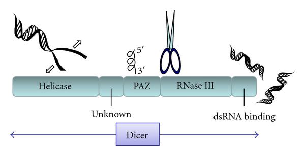 نقش آنزیم دایسر (Dicer  ) در سیستم RNA مداخله گر (RNAi)