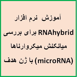 آموزش  نرم افزار RNAhybrid برای بررسی میانکنش میکروارناها (microRNA) با ژن هدف