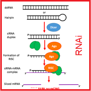 اجزای مکانیسم RNA مداخله گر (RNAi) برای تنظیم بیان ژن ها یا شناسایی عملکرد آن ها