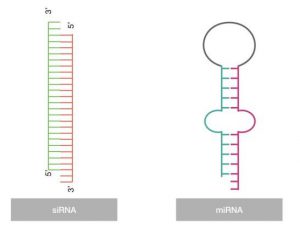 تفاوت عملکرد میکروارناها (microRNA) و siRNA در تنظیم بیان ژن ها
