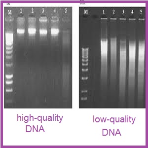 روش های ارزیابی کیفیت DNAی استخراج شده