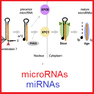 تفاوت عملکرد و مکانیسم میکروارناها (microRNA) در حیوانات و گیاهان برای تنظیم بیان ژن ها