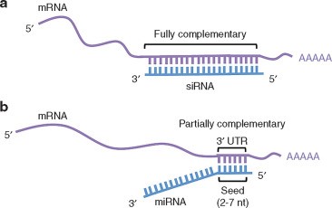 تفاوت عملکرد میکروارناها (microRNA) و siRNA در تنظیم بیان ژن ها
