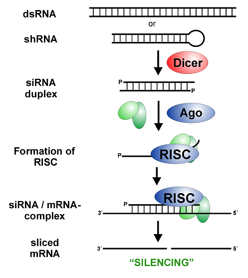 اجزای مکانیسم RNA مداخله گر (RNAi) برای تنظیم بیان ژن ها یا شناسایی عملکرد آن ها