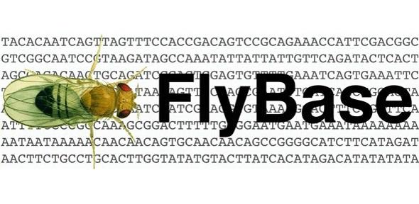 دیتابیس فلای بیس FlyBase جامع‌ترین منبع اطلاعات ژنتیکی مگس سرکه
