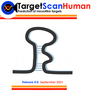 آشنایی با TargetScan پایگاه داده معتبر برای پیش‌بینی هدف‌های میکروRNA و تحلیل تعاملات آن‌ها