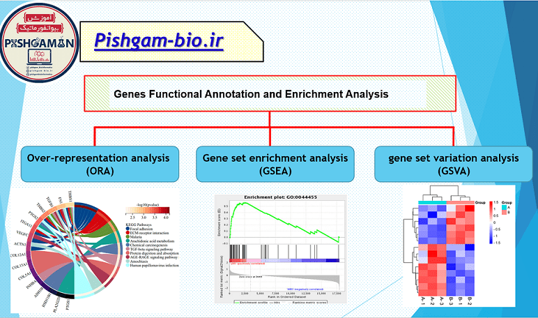 اهمیت بررسی عملکرد ژن‌ها و مسیرهای زیستی در تکمیل تحلیل داده‌های RNAseq و میکرواری