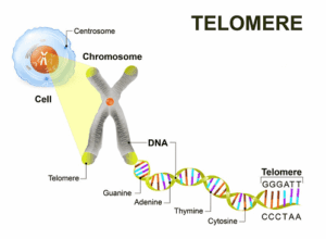 فیلم آموزش تحلیل و آنالیز دادهها در سنجش طول تلومر با روش Real-Time PCR (ریل تایم پیسیآر)