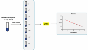 فیلم آموزش تحلیل و آنالیز دادهها در سنجش طول تلومر با روش Real-Time PCR (ریل تایم پیسیآر)