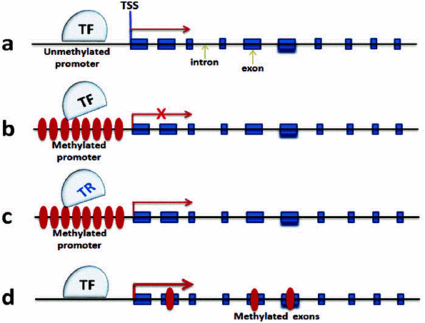 اهمیت و کاربرد تحلیل دادههای متیلاسیون DNA در پژوهشهای ژنومی