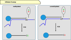 آشنایی با پلتفورم اینفینیوم نوع یک و دو (infinium I & II) برای بررسی سطح متیلاسیون