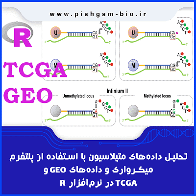 تحلیل دادههای متیلاسیون DNA با استفاده از پلتفرم میکرواری Illumina و دادههای GEO و TCGA در نرمافزار R
