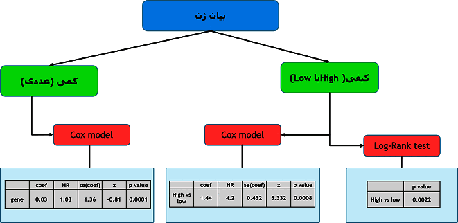 مقایسه آماری نرخ بقا بین گروههای مختلف با آزمون log ranked